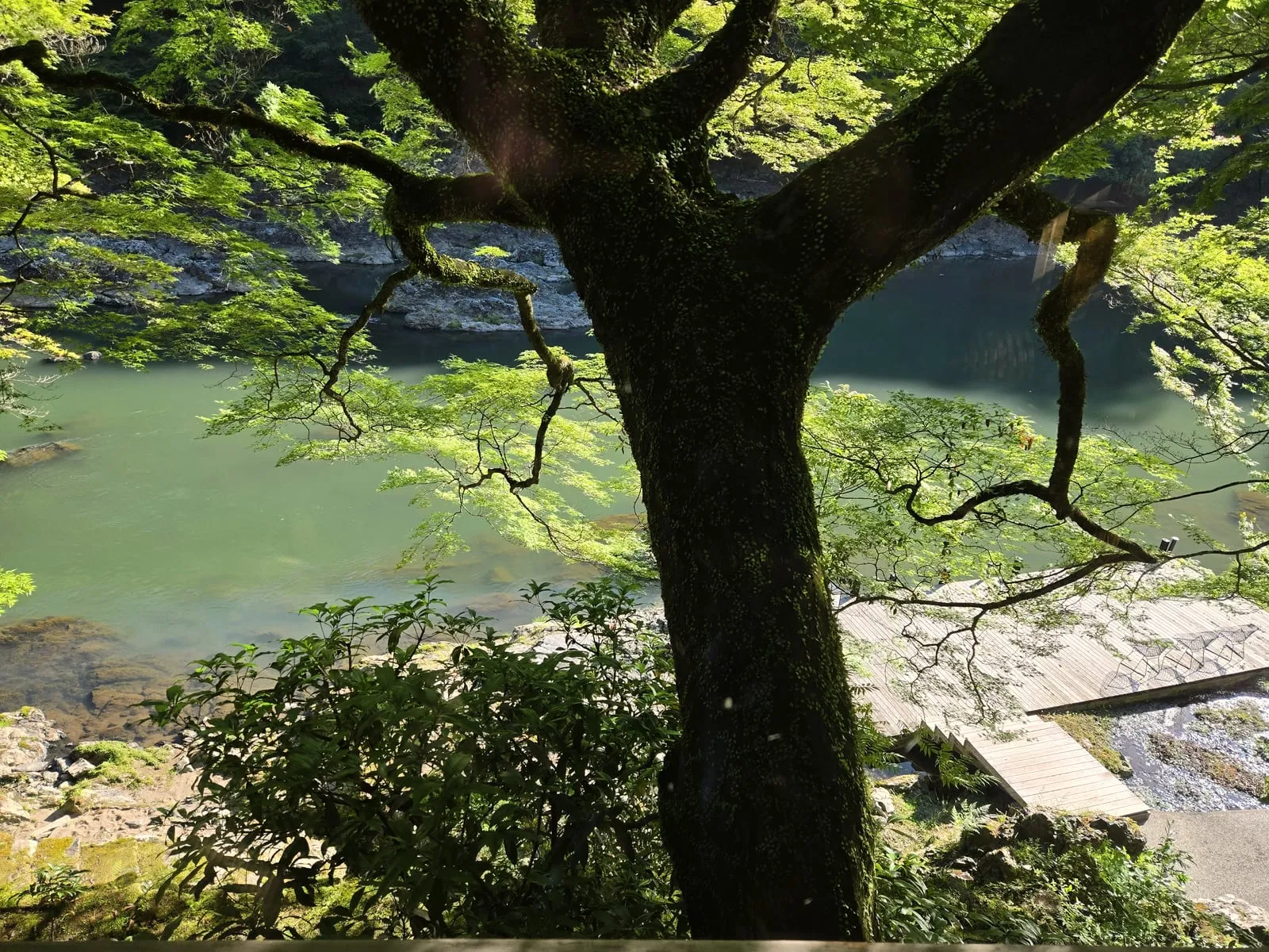 Emerald river gorge shaded by a mossy tree near Kyoto