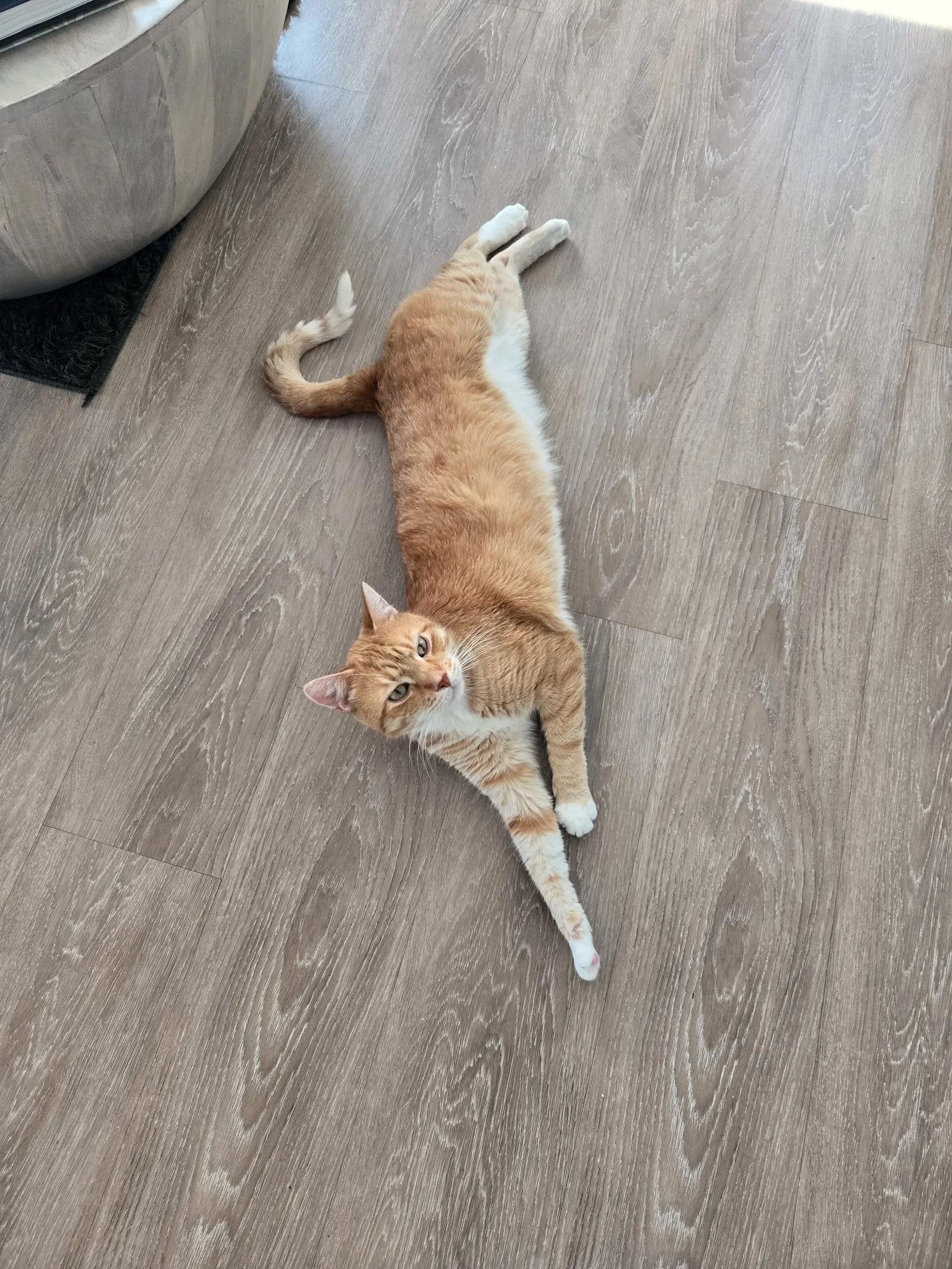 Nelson the orange tabby sprawled dramatically on the floor